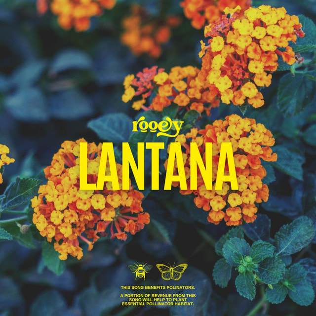 Rooey - Lantana